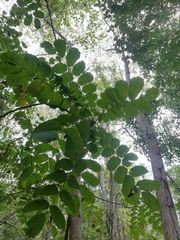 Comocladia macrophylla