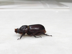 Oryctes rhinoceros