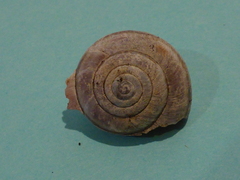 Helminthoglypta dupetithouarsi