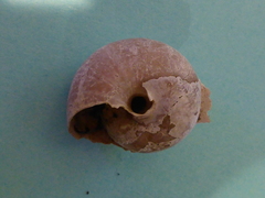 Helminthoglypta dupetithouarsi