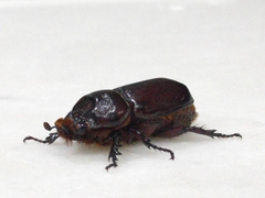 Oryctes rhinoceros