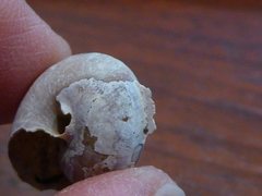 Helminthoglypta dupetithouarsi