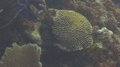 Pseudodiploria