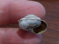 Helminthoglypta dupetithouarsi