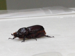 Oryctes rhinoceros