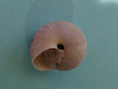 Helminthoglypta dupetithouarsi