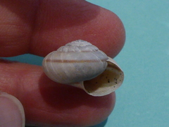 Helminthoglypta dupetithouarsi