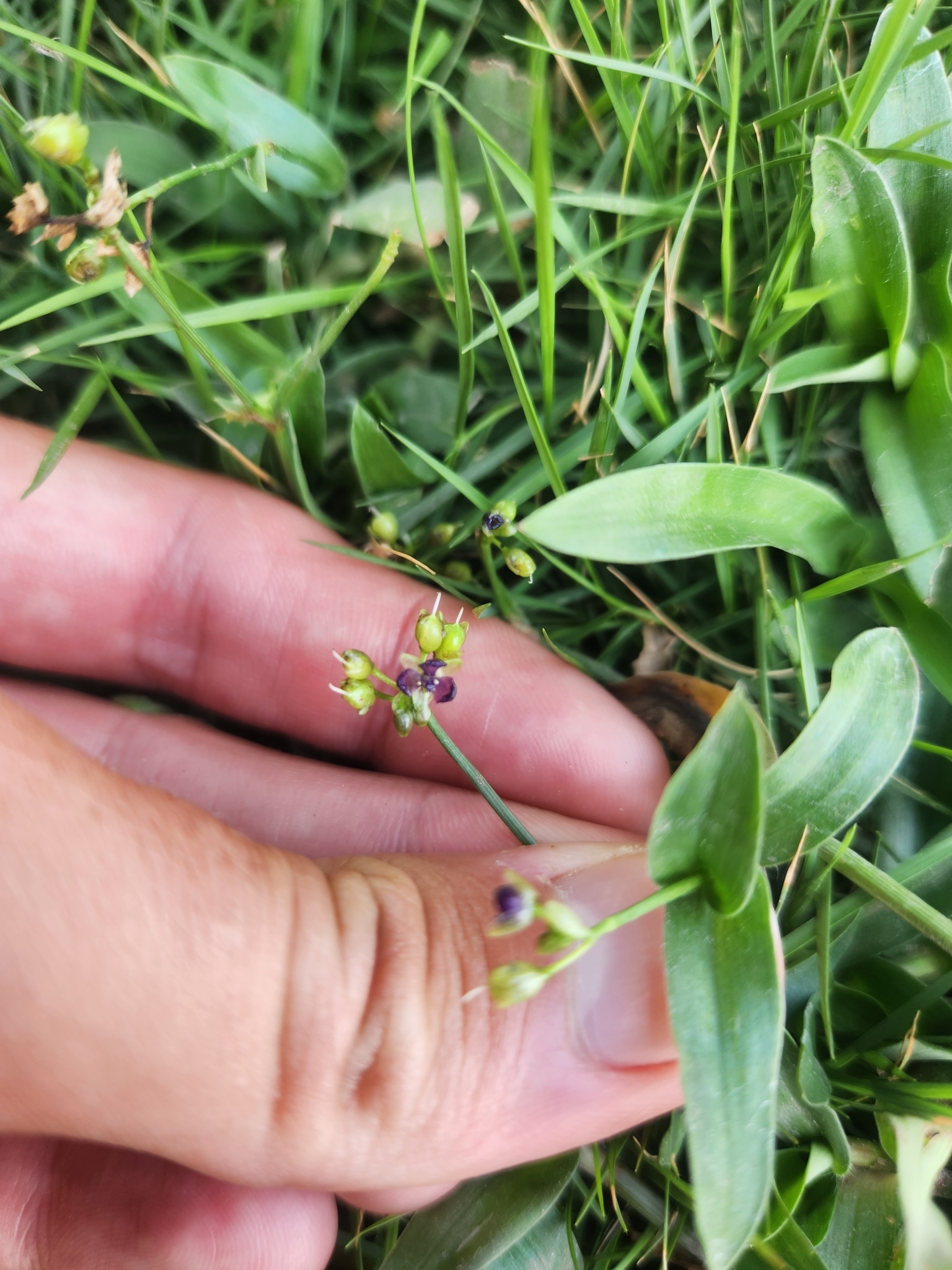 Murdannia nudiflora