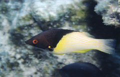Bodianus mesothorax