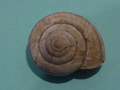 Helminthoglypta dupetithouarsi