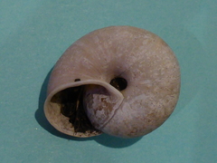 Helminthoglypta dupetithouarsi