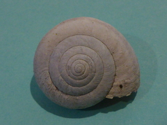 Helminthoglypta dupetithouarsi