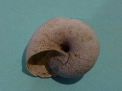 Helminthoglypta dupetithouarsi