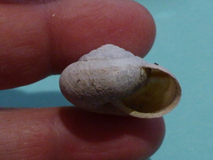 Helminthoglypta dupetithouarsi