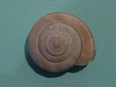 Helminthoglypta dupetithouarsi