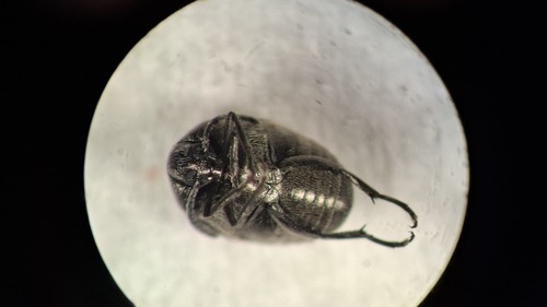 Spermophagus, 2025-06-10