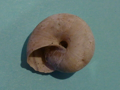 Helminthoglypta dupetithouarsi