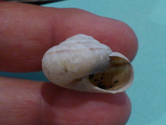 Helminthoglypta dupetithouarsi