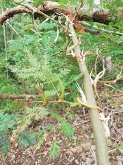 Vachellia cornigera, photograph Carlos Domínguez-Rodríguez, CC BY, iNaturalist via GBIF