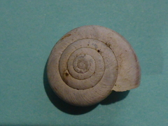 Helminthoglypta dupetithouarsi