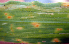 Puccinia coronata