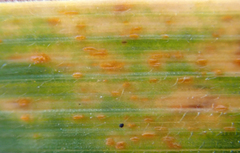 Puccinia coronata