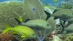 Haemulon carbonarium