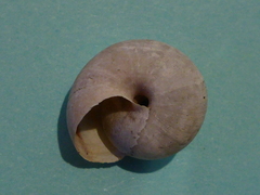 Helminthoglypta dupetithouarsi