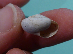 Helminthoglypta dupetithouarsi