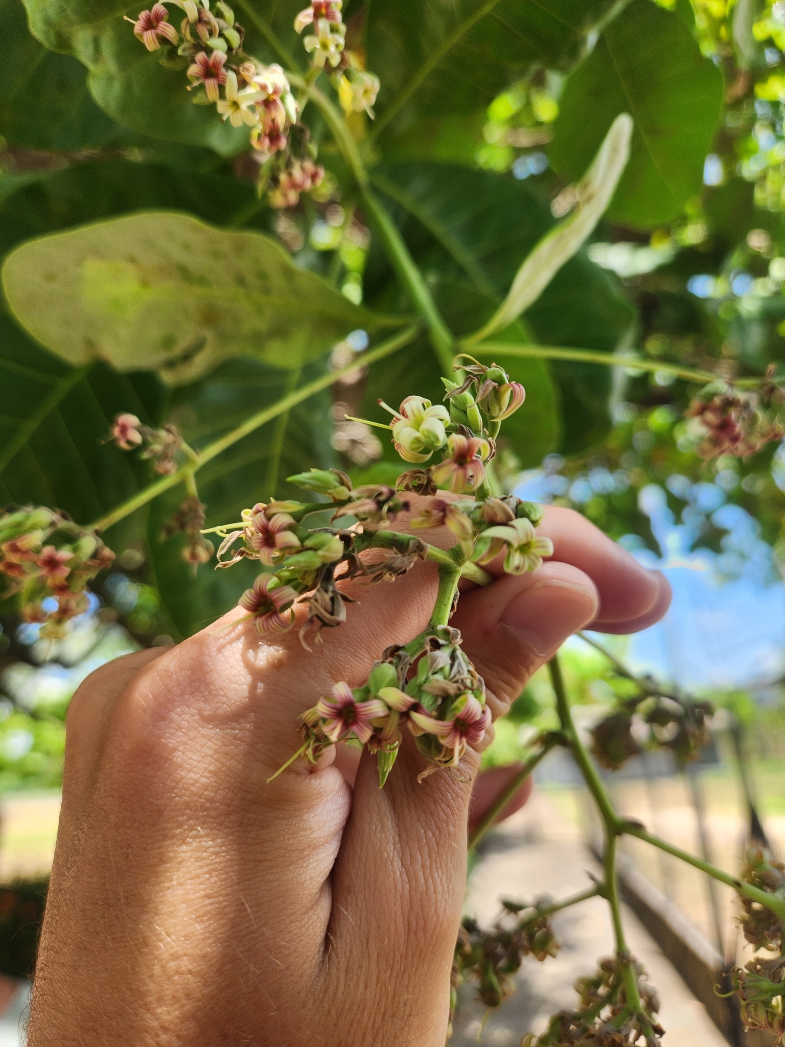 Anacardium occidentale
