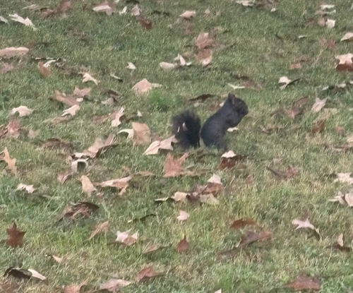 Eastern Gray Squirrel