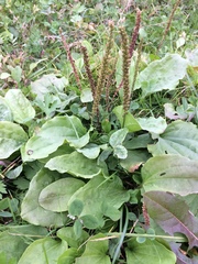 Plantago major