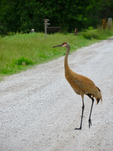 Sandhill Crane photographed in Missouri