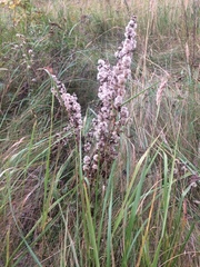 Solidago virgaurea