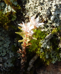 Sedum stelliforme