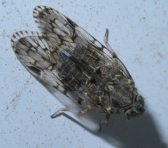 Melanoliarus placitus