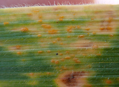 Puccinia coronata