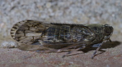 Melanoliarus placitus