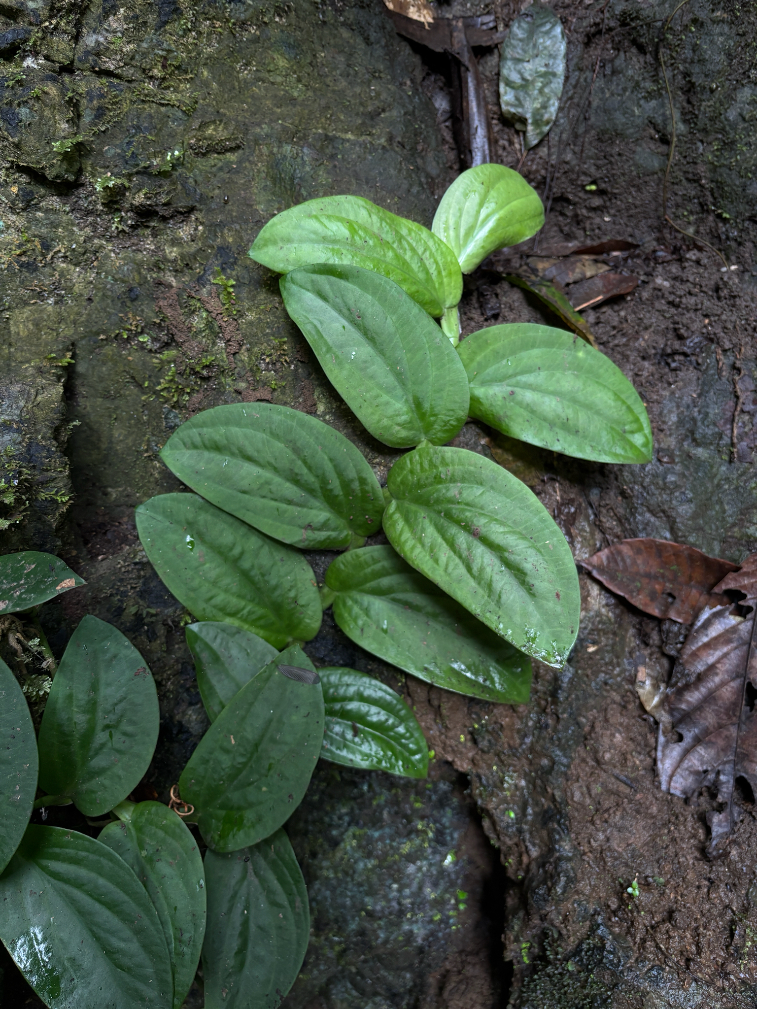 Rhaphidophora korthalsii — ảnh 3