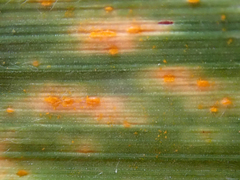Puccinia coronata