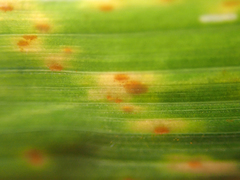 Puccinia coronata