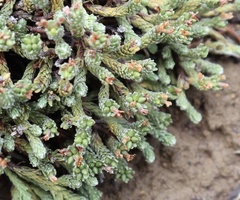 Kelleria