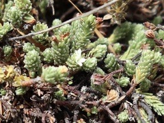 Kelleria