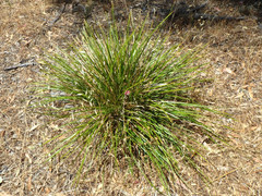 Lomandra densiflora
