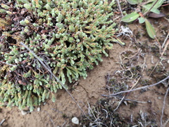 Kelleria