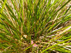 Lomandra densiflora