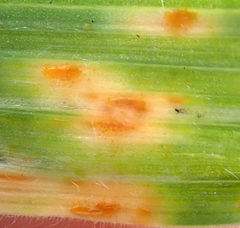 Puccinia coronata