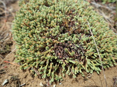 Kelleria