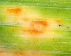 Puccinia coronata