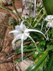 Hymenocallis acutifolia
